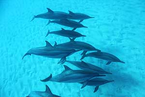 Dolphins